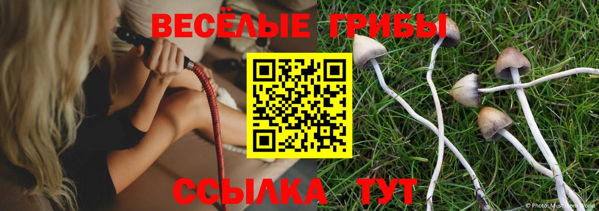 Псилоцибиновые грибы Psilocybe Коряжма